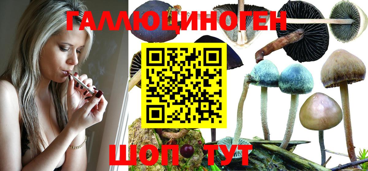 что такое   Псилоцибиновые грибы Psilocybine cubensis  Вход с VPN  Новоалтайск 